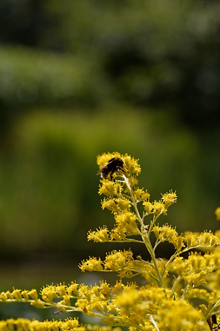 Jardin des Impressionnistes-104